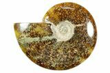 Polished Ammonite (Cleoniceras) Fossil - Madagascar #365055-1